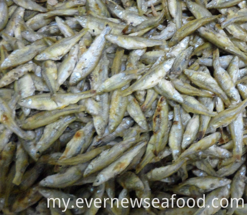 pseudorasbora parva ကင်